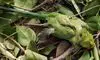 200 parrots die of food poisoning in MPs Khargone district