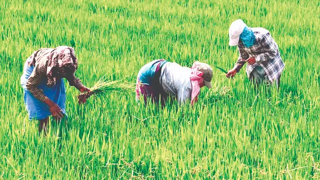 Malda: 700 farmers get training in modern cultivation methods Malda: 700 farmers get training in modern cultivation methods