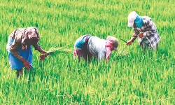 Malda: 700 farmers get training   in modern cultivation methods