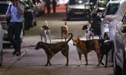 Stray dogs case: So many applications don’t even come for humans, says SC Stray dogs case: So many applications don’t even come for humans, says SC