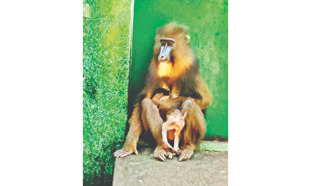 Bengal Safari Park: Rare mandrill birth boosts conservation efforts