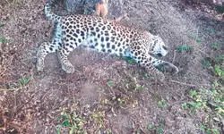 Tea worker escapes death in leopard attack; another leopard is found dead
