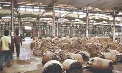 TMC MP snubs Centre over move to replace jute with plastic bags TMC MP snubs Centre over move to replace jute with plastic bags