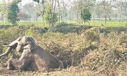 Karala Valley: Elephant calf falls into abandoned well, rescued