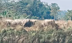 Lost elephant herd escorted back to forest in Cooch Behar