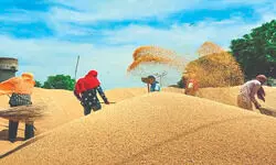 ‘Wheat output likely to surpass 2025’s record’