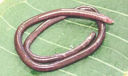 Rare amphibian discovered   in Western Ghats