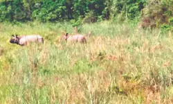Hit by last year’s floods, Jaldapara’s grasslands set for revival