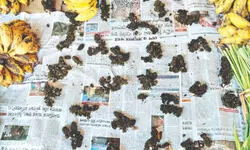 High prices & low supply as ‘Palash’ flowers scarce in Balurghat market