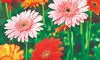 Malda: Horticulture dept pushes gerbera and gladiolus cultivation