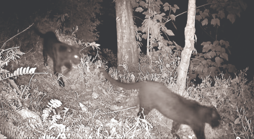 Villagers rescue sick leopard cub from railway track in Malbazar