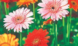 Malda: Horticulture dept pushes gerbera and gladiolus cultivation