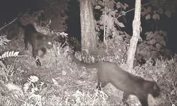 Villagers rescue sick leopard cub from railway track in Malbazar