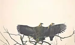 Over 30K birds recorded at 4th Sundarban Bird Festival Over 30K birds recorded at 4th Sundarban Bird Festival