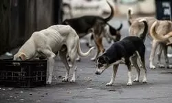 Another 100 stray dogs killed in Telangana village, toll touches 1,200, activists claim