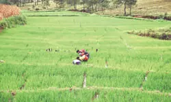 Malda farmers embrace Australian technology, boost yields & cut costs Malda farmers embrace Australian technology, boost yields & cut costs