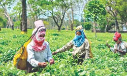 Union Budget 2026 leaves North Bengal’s tea industry disappointed
