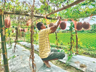 Off-season watermelon farming brings ‘success’ to farmer in Hili