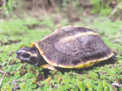 Study flags severe threat to Tricarinate Hill Turtle Study flags severe threat to Tricarinate Hill Turtle