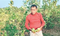 Lemon cultivation helps Dooars farmers shield paddy fields from elephant raids
