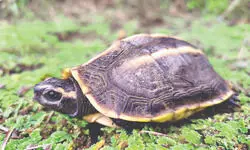 Study flags severe threat   to Tricarinate Hill Turtle
