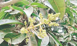 Mango trees bloom a month early in Malda, raising harvest concerns