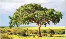 India’s Weakening Carbon Shield