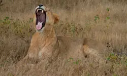 AI-based system to monitor lion movement sanctioned in Gir National Park: Railway minister