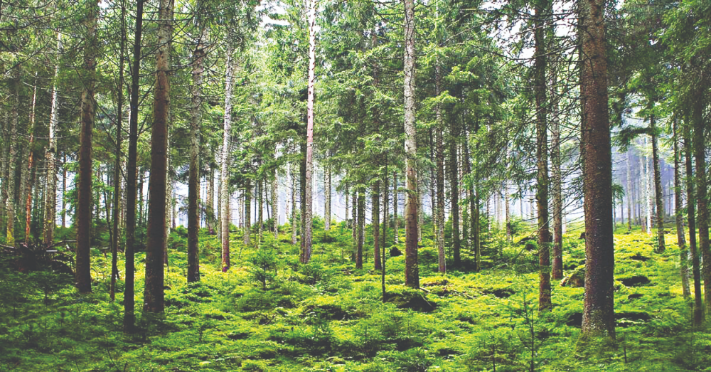 Restoration or Privatisation?