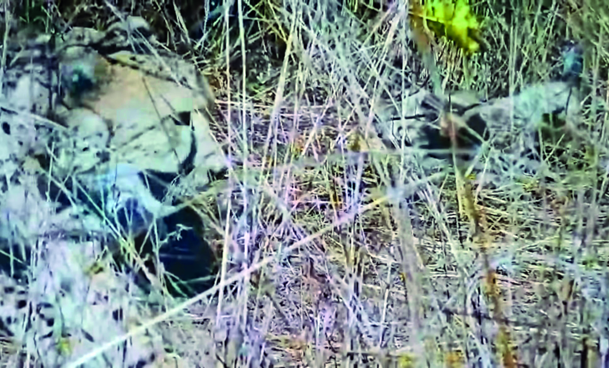 MP: Kuno records eighth Cheetah litter as Aasha gives birth to five cubs