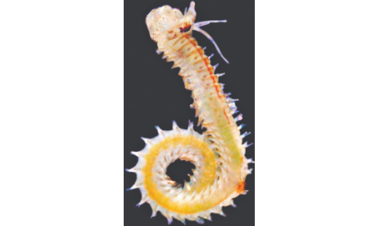 ZSI discovers 2 new marine worm species off Bengal coast