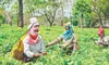 Prolonged dry spell threatens first-flush tea crop in N Bengal