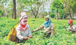 Prolonged dry spell threatens first-flush tea crop in N Bengal