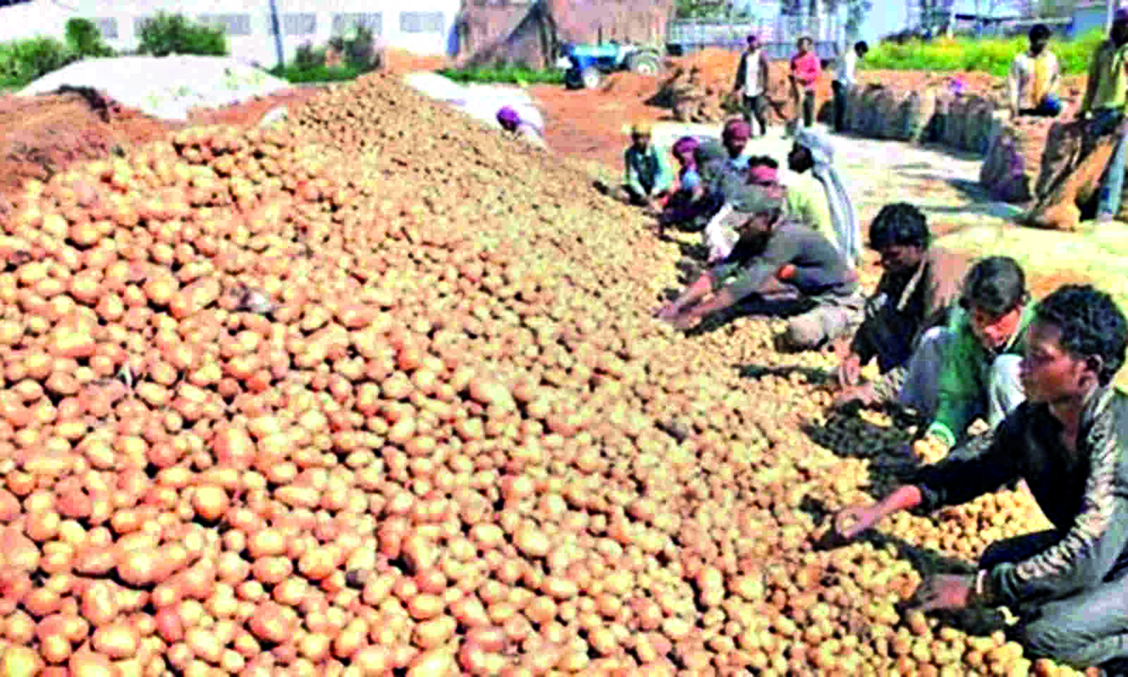 Potato cold storage loading from March 1; 30% space reserved for small, marginal farmers Potato cold storage loading from March 1; 30% space reserved for small, marginal farmers