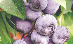 Blueberry farming to put N Bengal on path to becoming exotic fruit hub Blueberry farming to put N Bengal on path to becoming exotic fruit hub