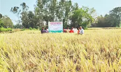 Bankura tops Bengal in paddy production, surpasses E Burdwan Bankura tops Bengal in paddy production, surpasses E Burdwan
