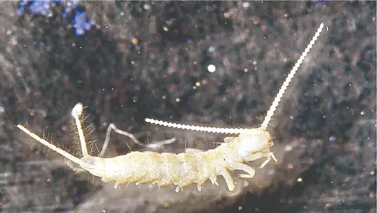 Historic milestone: ZSI scientists discover new Diplura species Historic milestone: ZSI scientists discover new Diplura species