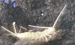 Historic milestone: ZSI scientists discover new Diplura species