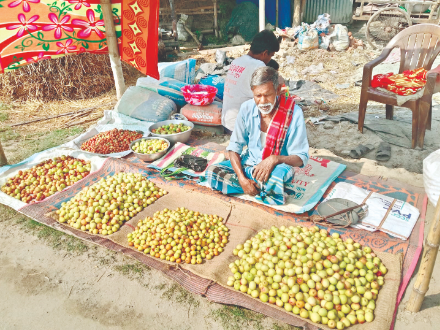 High returns, subsidies spur ’Kashmiri Sundari’ production High returns, subsidies spur ’Kashmiri Sundari’ production