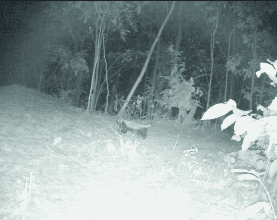 Jhargram: Trap camera captures rare Asian Honey Badger Jhargram: Trap camera captures rare Asian Honey Badger