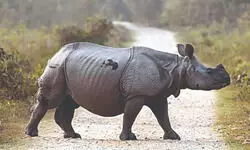 Rhino strays into locality at Malbazar, knocks down woman