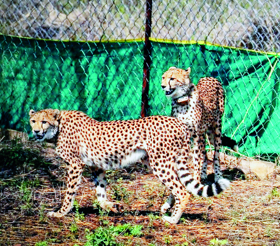 About nine cheetahs from Botswana released at Kuno, India’s tally rises to 48