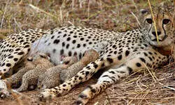Gamini’s fourth cub takes India’s cheetah count to 39; Eight more from Botswana to reach Kuno today Gamini’s fourth cub takes India’s cheetah count to 39; Eight more from Botswana to reach Kuno today
