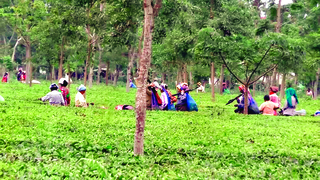 Drought, global tensions cast shadow over North Bengal’s tea industry Drought, global tensions cast shadow over North Bengal’s tea industry