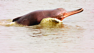 Dolphins in Danger | Inland water transport push on Hooghly may threaten Ganges dolphins: Study