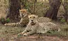 Indias cheetah population crosses 50; MP CM hails it as conservation milestone