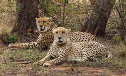 Indias cheetah population crosses 50; MP CM hails it as conservation milestone
