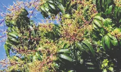 Malda: Weather plays spoilsport for litchi; mango orchards bloom