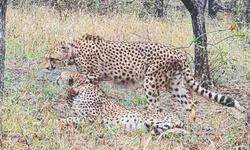 MP’s Nauradehi Sanctuary to become 3rd cheetah habitat in India: CM Yadav