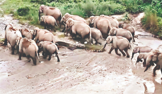 Forest Department Maintains Wildlife Amid Prolonged Dry Spell in Alipurduar